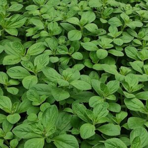 Plántula de Acetaminofén