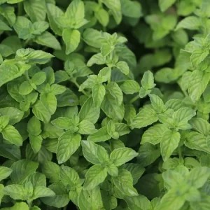 Plántula de Hierbabuena