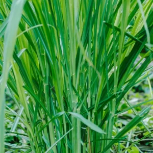 Plántula de Limoncillo