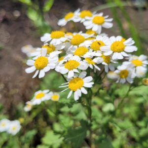 Plántulas Aromáticas y Medicinales