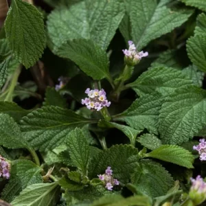 Plántula de Pronto Alivio