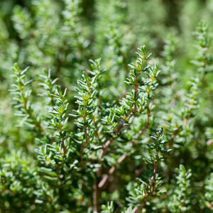 Plántula de Tomillo