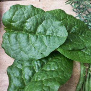 Espinaca Malabar