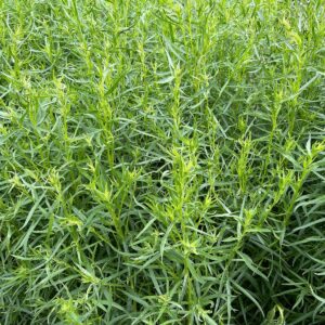 Plántula de Estragón