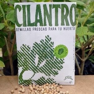 CILANTRO
