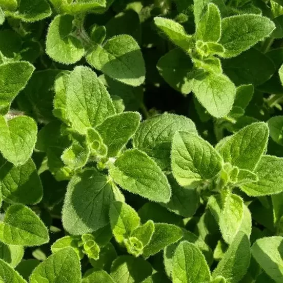 OREGANO
